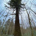 A very tall Sitka spruce towers among slender saplings in Switzer Creek meadow on April 11. (Courtesy Photo / Denise Carroll)