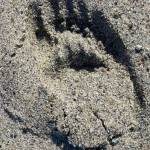 A small bear track marks the ground at Boy Scout Beach on April 17. Maybe an orphaned black bear cub seen in the area over winter is still alive, writes Denise Carroll. (Courtesy Photo / Denise Carroll)