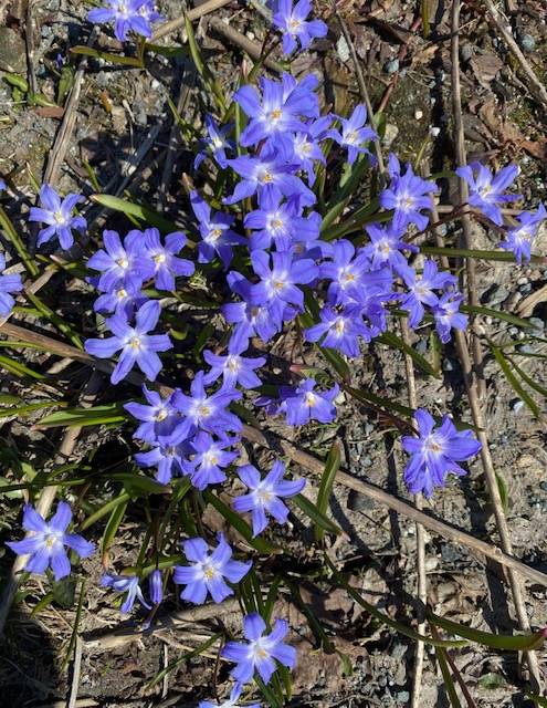 Flowering Glory of the Snow as seen in a downtown garden on April 6. (Courtesy Photo / Denise Carroll)
