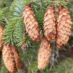 A grouping of spruce cones near Middle Creek on Douglas Island on May 1. (Courtesy Photo / Denise Carroll)