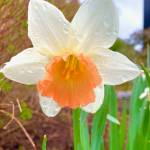 Dew drops on a daffodil as seen on a downtown walk on May 10, 2021. (Courtesy Photo / Denise Carroll)
