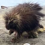 Running along the bank of Mendenhall Lake, this little guy was moving on May 16, 2021. (Courtesy Photo / Denise Carroll)