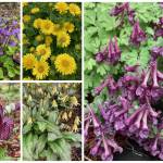 This composite image shows some delights from the Jensen-Olsen Arboretum on May 13. (Courtesy Photos / Deborah Rudis)
