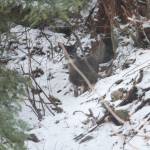 A deer peeks through some trees in a Juneau yard the week of April 11. (Courtesy Photo / Gary Miller)