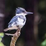 This photo shows a belted kingfisher near Peterson Creek. (Courtesy Photo / Kenneth Gill, gillfoto)