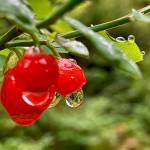 Raindrops drip off red huckleberries. (Courtesy Photo / Kathleen Miller)