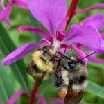 This photo shows bees on fireweed. (Courtesy Photo / Deborah Rudis)