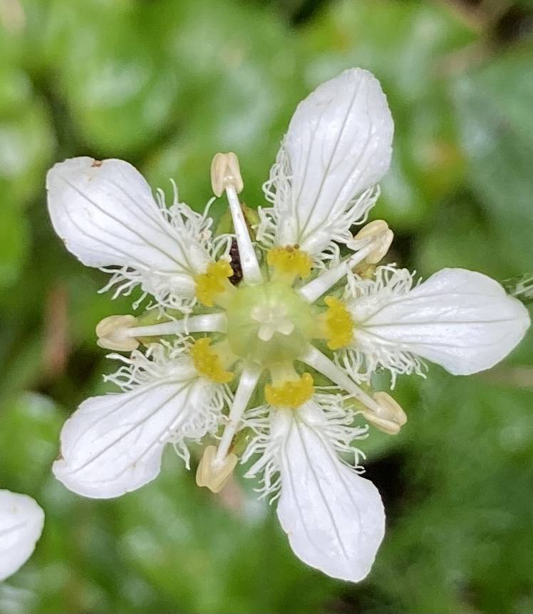 This photo shows grass of parnassus. (Courtesy Photo / Deborah Rudis)