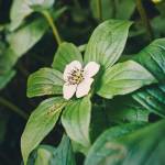 Groundcover dogwood. Found by Balls Lake on Prince of Wales Island on July 3. (Courtesy Photo / Marti Crutcher)