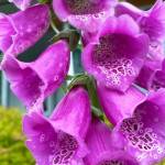 Foxglove in a downtown garden seen on July 5. (Courtesy Photo / Denise Carroll)