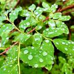 Raindrops falling on blueberry leaves along Treadwell Ditch on July 14. (Courtesy Photo / Denise Carroll)