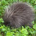 This porcupine on Salmon Creek Trail was busy eating summer greens on Aug. 16. (Courtesy Photo / Denise Carroll)