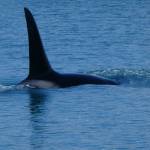 A large male killer whale breaks the surface near Glacier Bay on July 20. (Courtesy Photo / Denise Carroll)