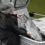 Shona Osterhout holds up a 26-pound king salmon turned into the Mike Pusich Douglas Harbor weigh station for the 75th annual Golden North Salmon Derby on Saturday, Aug. 14, 2021. Osterhout, a derby volunteer, said at the time the fish was leading the derby. (Peter Segall / Juneau Empire)
