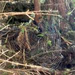 This photo shows a spider web in Craig on Oct. 17. (Courtesy Photo / Marti Crutcher)