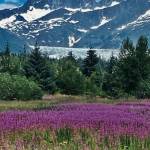 This photo shows blue skies and fuchsia flowers as well ad the Mendenhall Glacier and Mendenhall Towers. (Courtesy Photo / Allan Edwards)