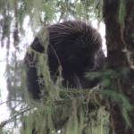 A porcupine hangs out at the Shrine of St. Therese on Aug. 16. (Courtesy Photo / Carolyn Kelley)