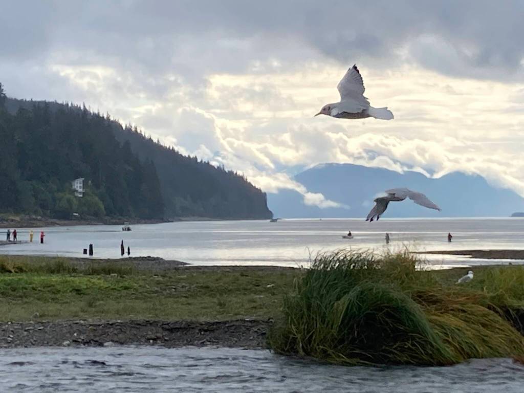 Avian and human fishers try their luck at Sheep Creek. (Courtesy Photo / Deborah Rudis)