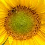 A busy bee visits a large sunflower in Fairbanks on Aug. 11. (Courtesy Photo / Denise Carroll)