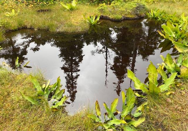 A Sitka spruce reflection pond is framed by skunk cabbage in Auke Nu Meadow on Aug. 25. (Courtesy Photo / Denise Carroll)