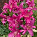 Beautiful pink lilies grow abundantly in a garden in the downtown flats seen on Aug. 24. (Courtesy Photo / Denise Carroll)