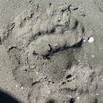 A bear track in the sand at Sawmill Creek Falls on Sept. 1. (Courtesy Photo / Denise Carroll)
