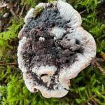 This photo shows black tooth fungus seen at Eagle Beach campground on Sept. 5. (Courtesy Photo / Denise Carroll)