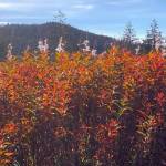 This photo shows the autumn look of fireweed in Cowee Meadow seen on Sept. 18. (Courtesy Photo / Denise Carroll)