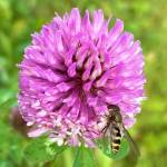 A bee pays a visit to a blooming clover seen near Twin Lakes on Sept. 27. (Courtesy Photo / Denise Carroll)