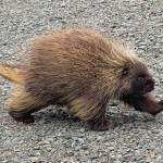 A large porcupine shuffles across the lower loop at Eaglecrest on Sept. 26. (Courtesy Photo / Denise Carroll)