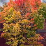 This photo shows a maple tree in all its autumnal glory near Centennial Hall on Oct. 10, 2021. (Courtesy Photo / Denise Carroll)