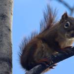 A squirrel peers down from a branch along the trail to Nugget Falls on Sept. 26 (Ben Hohenstatt / Juneau Empire)