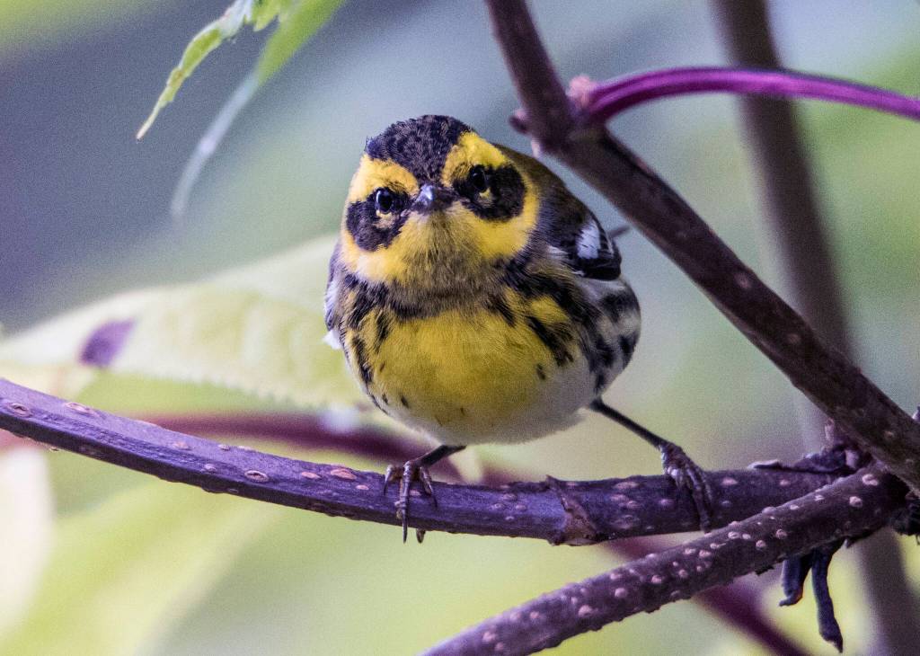 Townsends Warbler passing through a garden in Juneau. (Courtesy Photo / Kenneth Gill, gillfoto)