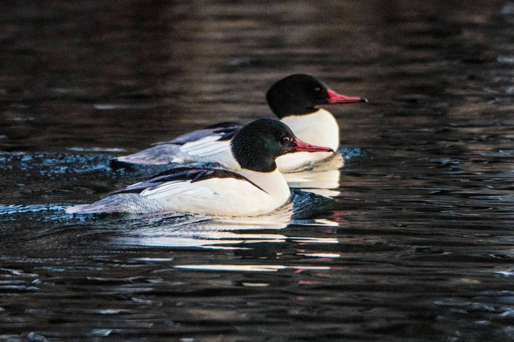 Common mergansers swim in Don D. Statter Harbor. (Courtesy Photo / Kenneth Gill, gillfoto)