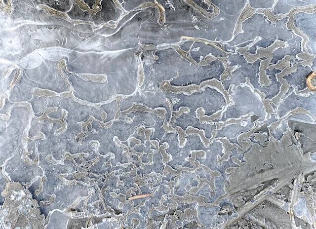 Crystalline ice forms on the edge of Treadwell Ditch on Nov. 6. (Courtesy Photo / Denise Carroll)