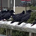 An unkindness of ravens so called because of their association with bad luck and loss along the downtown Seawalk on Nov. 30. (Courtesy Photo / Denise Carroll)