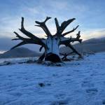 This photo was taken along the Mendenhall Wetlands Trail on Dec. 11. (Courtesy Photo / Deana Barajas)