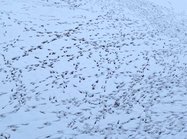 Dogs love romping in the downtown whale park as seen on Dec. 6, 2021.