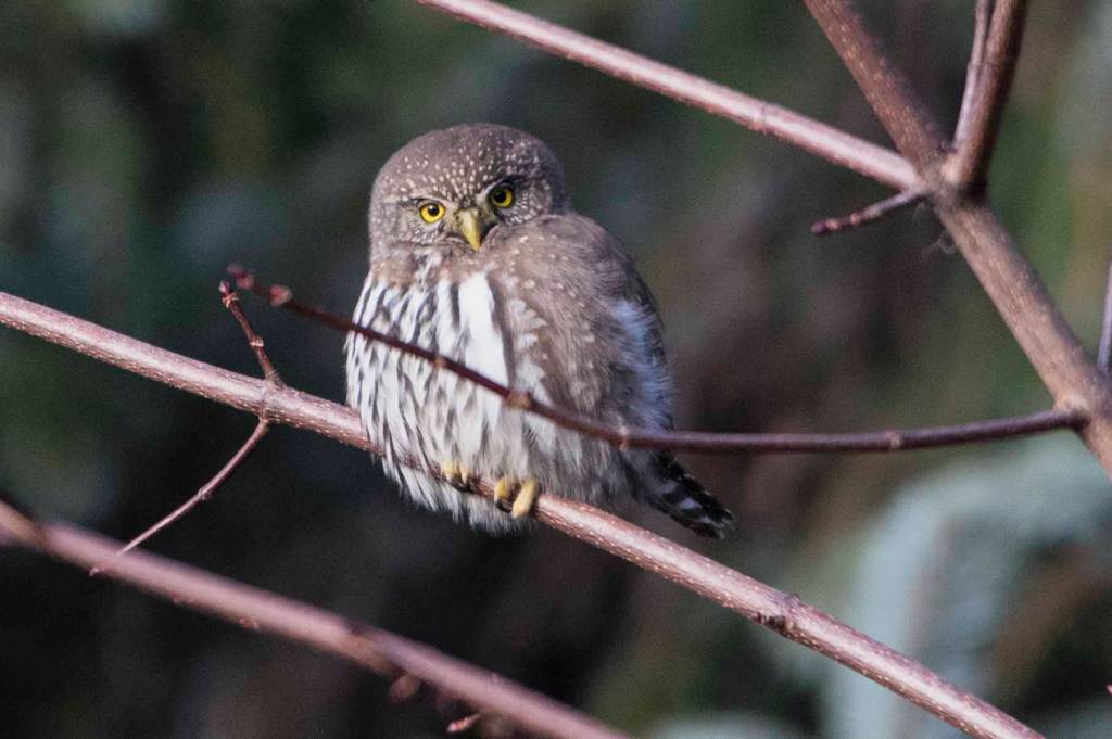 A northern pygmy owl appears from the woods on Nov. 15. (Courtesy Photo / Kenneth Gill, gillfoto)