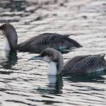 Pacific loons swim in between the boats at Don D. Statter Harbor. (Courtesy Photo / Kenneth Gill, gillfoto)