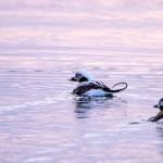 This photo shows winter adult long-tailed ducks in Auke Bay. (Courtesy Photo / Kenneth Gill, gillfoto)