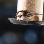 A chesnut-backed chickadee visits a home feeder Out the Road. (Courtesy Photo / Kenneth Gill, gillfoto)