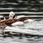A pair of Long-tailed Ducks, Statter Harbor, Auke Bay, Southeast Alaska. (Courtesy Photo / Kenneth Gill, gillfoto)