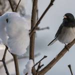 Taking turns for the feeder; a dark-eyed Junco awaits on snow covered lilac bush, Out the Road. (Courtesy Photo / Kenneth Gill, gillfoto)