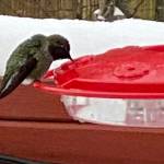 As temperatures drop, the hummingbird feeder is a welcome sight to this tiny bird on Dec. 27. (Courtesy Photo / Denise Carroll)