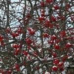 Bright red mountain ash berries are a decorative holiday addition to this backyard on Dec. 27. (Courtesy Photo / Denise Carroll)