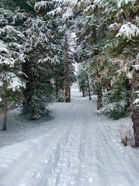 The woods are lovely, dark and deep. Dan Moller trail on Jan. 19, 2022. (Courtesy Photo / Denise Carroll)