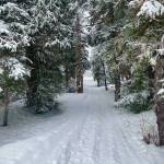 The woods are lovely, dark and deep. Dan Moller trail on Jan. 19, 2022. (Courtesy Photo / Denise Carroll)