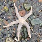 A sea star waits for the incoming tide in a cove off the Horse Tram Trail on Jan. 22. (Courtesy Photo / Denise Carroll)