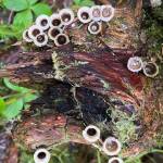 Birds nest fungi because of its resemblance to tiny birds nests. Spores (eggs) are dispersed when splashed out of the nests by raindrops. Bluff Trail on Jan. 26. (Courtesy Photo / Denise Carroll)